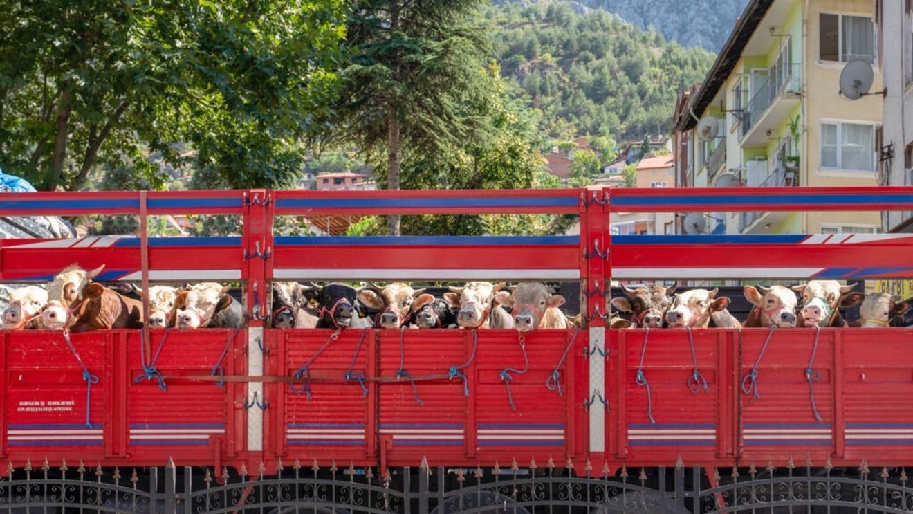 Un camion cu vaci din România a fost blocat două săptămâni de vameșii turci. Trei vaci au murit
