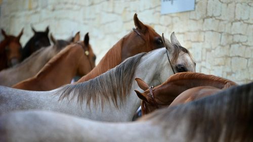 Festival ecvestru duminică la Reghin, în județul Mureș