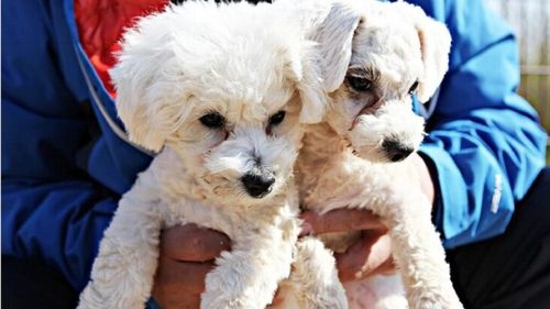 Tot mai mulți stăpâni își clonează câinii, dar o specialistă în comportament canin desființează procedura scumpă: „Nu mi-aș clona niciodată câinele! Trecem cu vederea sufletul lui”