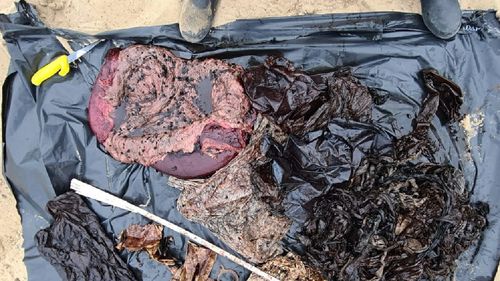 16 kilograme de plastic au fost descoperite în stomacul unei balene cu cioc eşuate pe o plajă din Franța