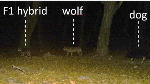 Poate duce împerecherea câine-lup, care s-a întâmplat deja în România, la amenințarea speciei? Ce spun specialiștii în cinegetică