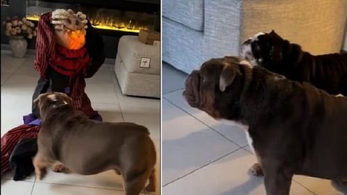 EXCLUSIV | O nouă „modă” periculoasă printre stăpânii de animale: își sperie câinii cu decorațiuni de Halloween. Medicul veterinar avertizează: „Când animalul percepe un pericol, sistemul nervos intră în alertă maximă, iar corpul se pregătește să fugă sau să atace”