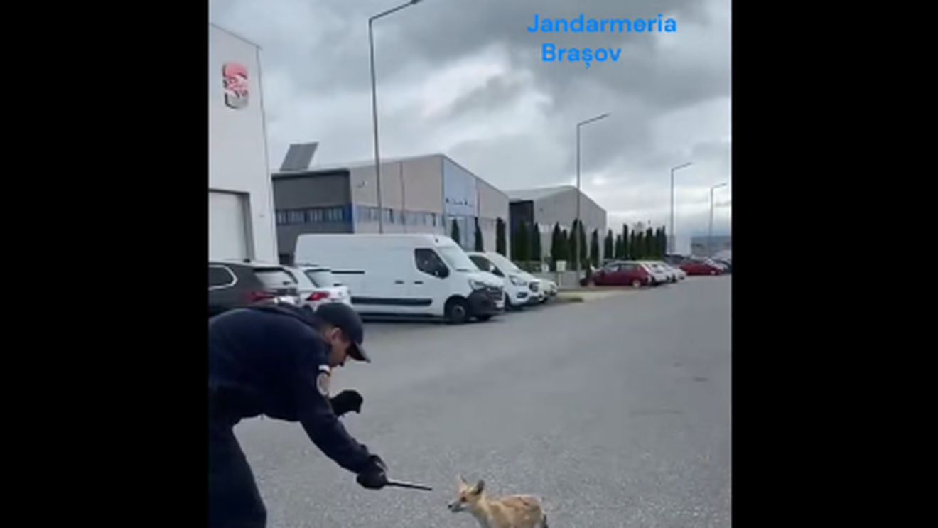 Vulpe dezorientată prinsă de jandarmi într-un parc industrial din Brașov și readusă în mediul natural – VIDEO