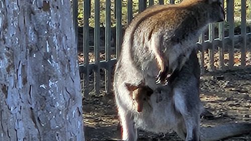 Cangur pitic, născut în captivitate la Grădina Zoologică din Craiova