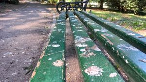 Numărul ciorilor și porumbeilor, în continuă creștere în București / Ornitolog: vina e a noastră, pentru le dăm de mâncare și lăsăm gunoaiele peste tot