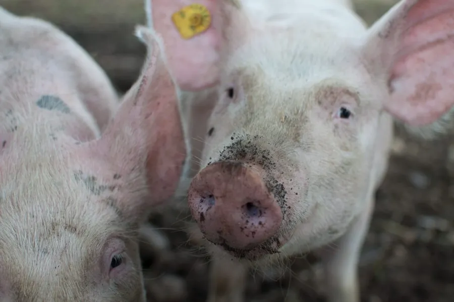 porci pesta porcina africana bulgaria borisov romania pexels