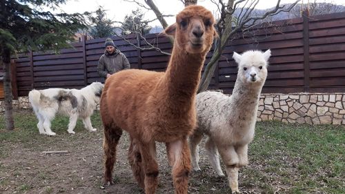 Replica acidă dată de Marian Godină colegilor care îi spun: „Normal că nu îți pasă de salariu, tu vinzi alpace de pluș „prostimii”/ Plus o mărturisire: Am luat salariu 4700 de lei luna trecută. Nu i-am luat degeaba, am muncit pentru ei