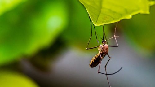 Combaterea dăunătorilor din parcuri și alte spații verzi publice trebuie făcută cu înlocuitori naturali ai pesticidelor, prin măsuri biologice și metode alternative nechimice - proiect de ordin al miniștrilor Agriculturii și Sănătății