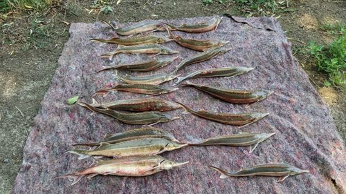 20 de sturioni pescuiți ilegal în Dunăre au fost eliberați în mediul natural