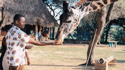 Kenya își numără animalele în cel mai amplu recensământ din toate timpurile/ Principalele ținte ale numărătorii sunt girafele, zebrele și pangolinii