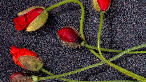 Seminţe de mac retrase de la comercializare în Alba / S-a depășit limita admise de alcaloizi de opiu