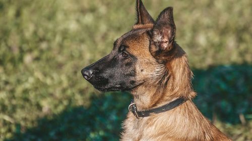 O fetiţă de şase ani a fost mușcată de câinele unei familii din Pitești, fiind transportată la spital / Poliţia investighează acest caz