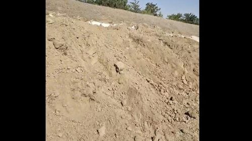 Mii de porci eutanasiaţi, după ce au fost infectaţi cu virusul pestei africane într-o fermă din judeţul Călăraşi, au fost înhumaţi într-un fost poligon de tragere din apropierea municipiului