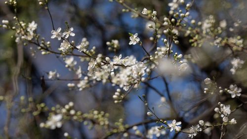 METEO: Prognoza pentru următoarele 4 săptămâni / Cum va fi vremea de Paște și 1 Mai - hărți