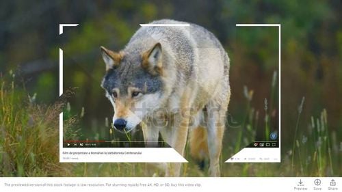 ”Ultimii lupi liberi din Europa” din filmul de propagandă al Guvernului de Centenar sunt din Norvegia, ”lanurile care se unduiesc în bătaia vântului” sunt din Rusia