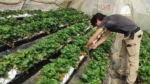 VIDEO Serele din vârful dealului, unde cresc tot anul cele mai bune căpșuni din Spania/ Fermier: Căpșunile de aici au un gust special datorită climei și solului