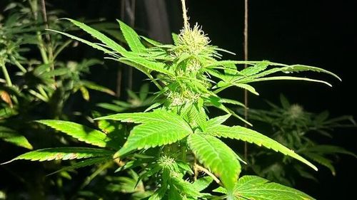 Columbia autorizează vânzarea florilor de canabis în scopuri medicale în farmacii