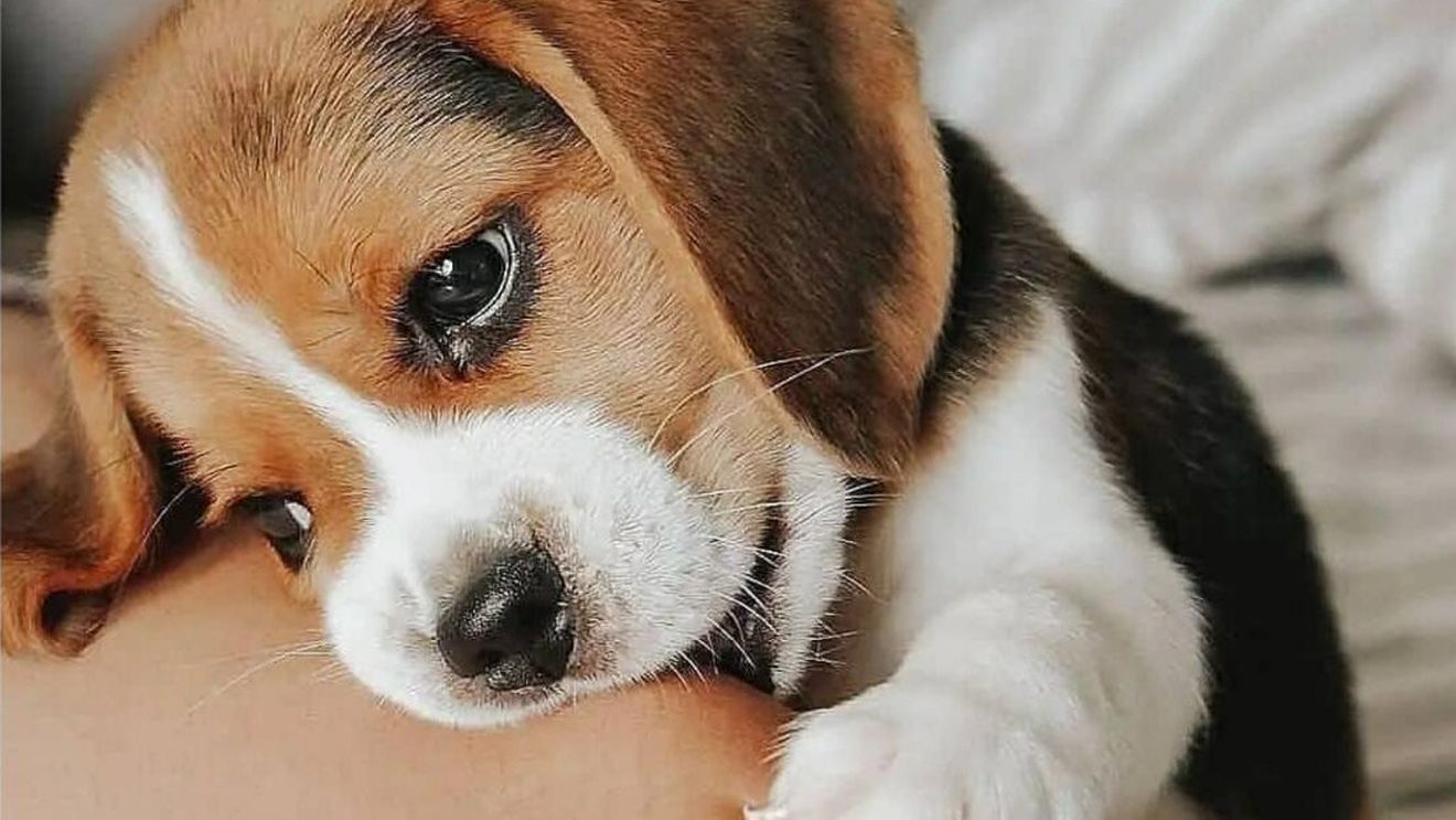 13 moduri inedite prin care câinele tău îți spune ca te iubește