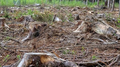 Un şef de district şi şase pădurari de la Ocolul Silvic Oradea, reținuți sub acuzații de falsuri informatice și tăieri ilegale de arbori