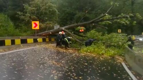 Vâlcea: Vântul puternic a doborât mai mulți copaci care au blocat două drumuri din județ