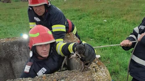Patru căţei, blocaţi într-un canal şi un puţ adânc, salvaţi de pompierii militari din Orăştie