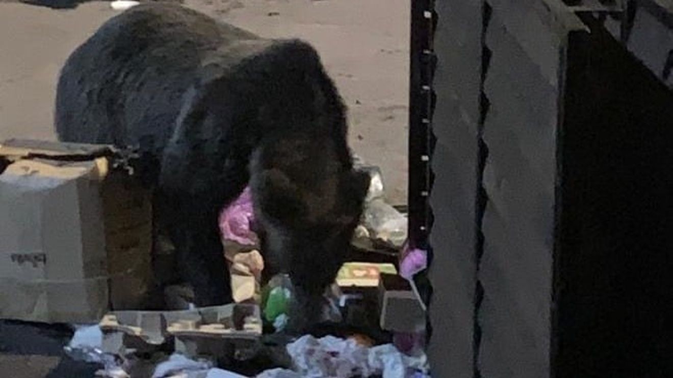 UPDATE Șeful Salvamont Predeal a fost atacat de urs pe o stradă din stațiune / Victima a suferit răni importante la cap și abdomen / Bărbatul se îndrepta spre casă în momentul producerii incidentului