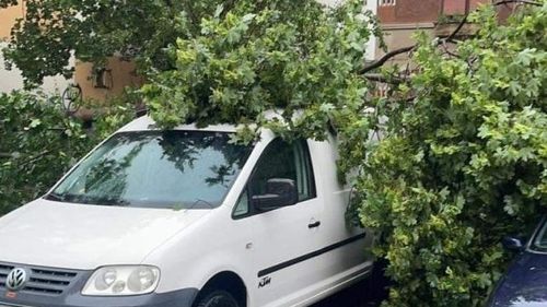 VIDEO Un echipaj de jandarmi care se întorcea din misiune a îndepărtat un copac rupt de furtună şi căzut pe şosea, într-o comună din Botoșani