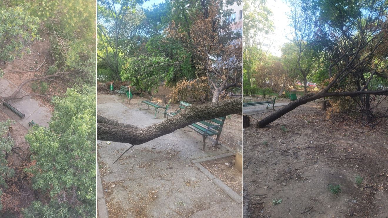 FOTO Imagini dezolante, la o lună după ce 20 de copaci au fost secerați cu drujbele în plină zi, fără autorizație, în Sectorul 3 / Ce amenzi au primit indivizii filmați și proprietarul terenului