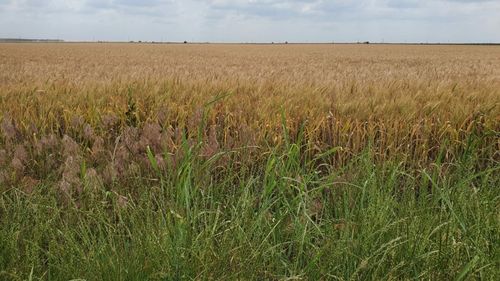 Cotaţiile la grâu şi porumb urcă, pe fondul creşterii incertitudinilor privind exporturile de cereale ucrainene / Acordul cu privire la exportul de cereale ucrainene prin Marea Neagră expiră în 17 iulie