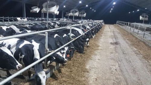 Fermierii din sectorul lactatelor din Marea Britanie avertizează că lipsa forței de muncă amenință securitatea alimentară a Regatului