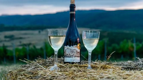 Apoldia Maior, laboratorul viticulturii transilvănene / Cum vrea USAMV Cluj să transforme stațiunea într-un reper pentru vinul românesc