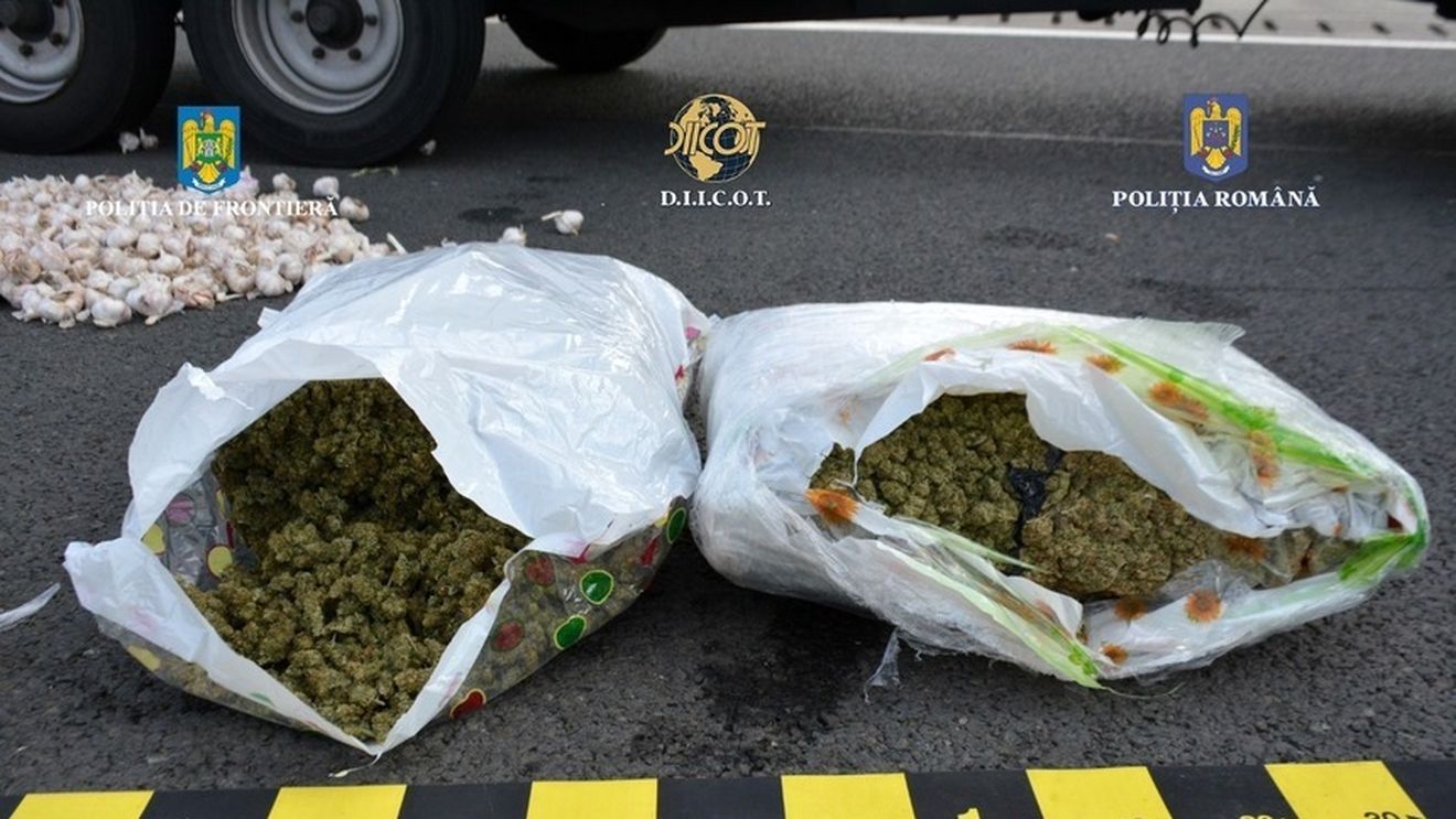 Șase persoane reținute pentru trafic internațional de droguri, după ce au fost prinse cu 12 kilograme de cannabis asupra lor la Vama Nădlac/ Drogurile erau aduse din Spania