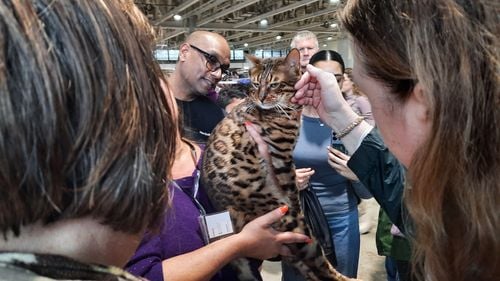 Cum pot duce căutările pe internet de pisici bengaleze, spre exemplu, la infectarea calculatoarelor de către hackerii răuvoitori