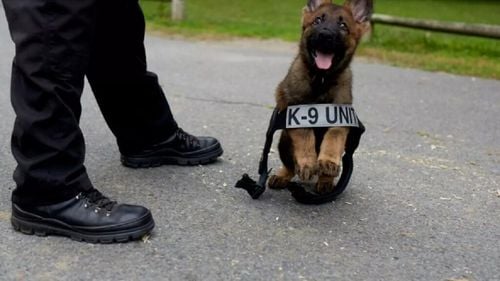 Prea jucăuși să fie polițiști: cățeii care au „picat” admiterea la Academia K9 pot fi adoptați. Au nevoie de un cămin, unde joaca și îmbrățișările sunt misiunea principală