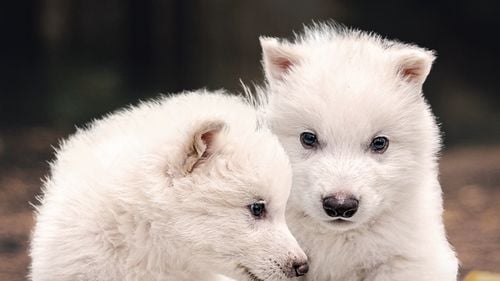 Un start-up din Texas susține că a reușit să readucă la viață celebrul lup preistoric, stârnind controverse în lumea științifică