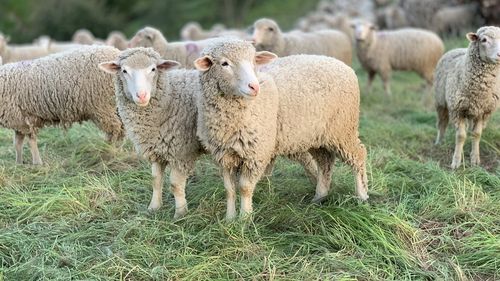 În Bulgaria, a fost confirmat primul focar de pesta rumegătoarelor mici din ultimii şase ani. Proprietarii animalelor au ascuns informațiile de autorități