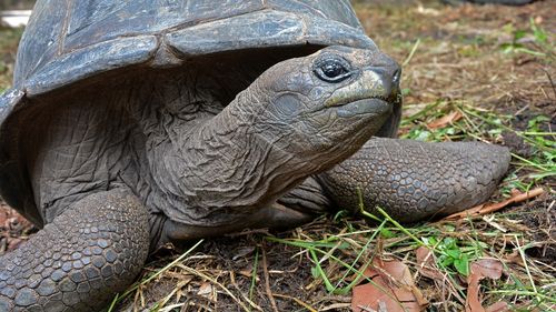 Peste 150 de ţestoase gigantice, reintroduse pe o insulă din Galapagos, de unde au dispărut acum un secol