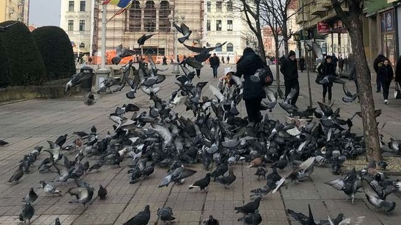 Proiect USR PLUS la Timișoara: Este interzisă hrănirea câinilor, pisicilor și a porumbeilor pe stradă/ Consilier local:  Acești porumbei, cu excrementele lor, distrug fațadele clădirilor, distrug statuile