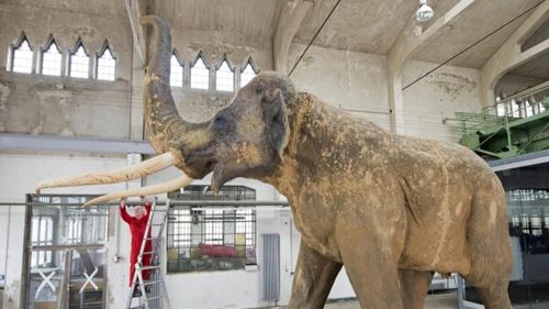 Elefanți în loc de mistreți? Ce ar fi putut fi în Europa dacă istoria lua o altă turnură