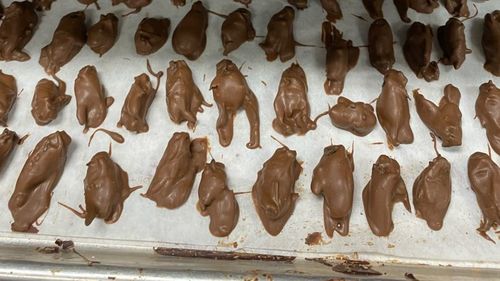 VIDEO Cicadele prăjite și învelite în ciocolată sunt la mare căutare în statul american Maryland / Producător: ”Gustul ca de alune al insectelor îţi oferă o senzaţie de vacanţă”