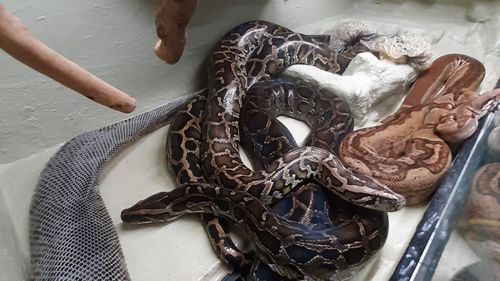 Atelierul LearnGate „Totul despre șerpi” oferit gratuit copiilor de DN1 Value Centre din Balotești