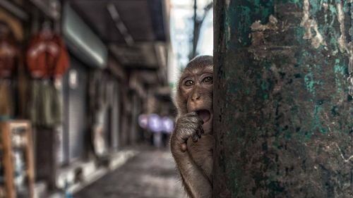 Orașul din Thailanda unde oamenii locuiesc în ”cuști”, iar maimuțele trăiesc pe străzi. Fostul cinematograf din oraş a devenit chiar cimitirul acestor animale, locul în care depun cadavrele semenilor şi pe care îl apără cu înverşunare