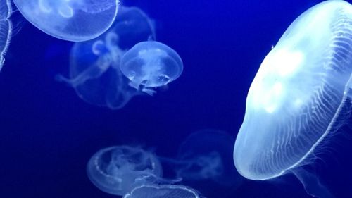 Meduzele: Nu le putem învinge, dar le putem… mânca? Mai pot fi transformate în îngrășământ sau colagen pentru cosmetice