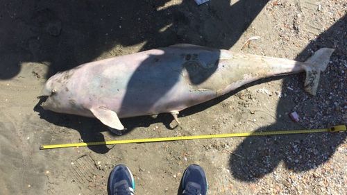 Mii de delfini au murit în Marea Neagră din cauza războiului / Un biolog ucrainean spune că sonarele şi exploziile perturbă sistemul lor de orientare al animalelor, orbesc și mor de foame