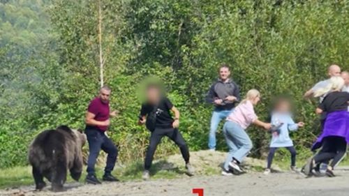 Un grup de turiști, speriați de un urs pe Transfăgărășan / Părinții și-au adus copiii să vadă animalul de aproape