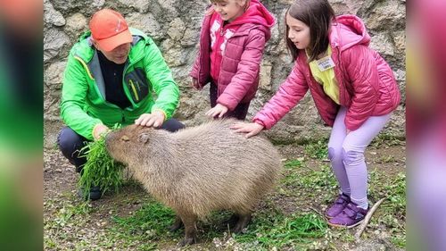 Vedeta grădinii zoologice Oradea: Capibara a fost cel mai adoptat animal în 2023