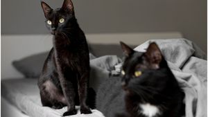 Îți poți clona animalul de companie, dar va avea o altă personalitate. Povestea unei femei care a sperat că își va avea pisica înapoi: „Nu este aceeași, dar o iubesc la fel”