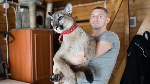 Un fost soldat polonez a fugit în pădure cu puma sa pentru a nu duce animalul la grădina zoologică
