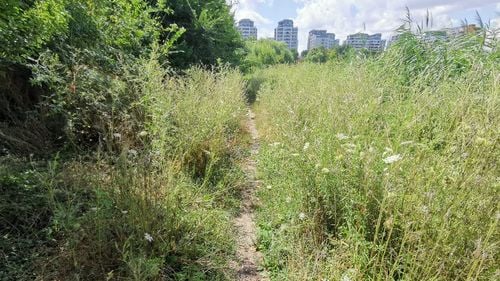 Nicuşor Dan, despre parcurile din Bucureşti: ”Nu sunt nici mai bine, nici mai rău decât au fost toţi anii aceştia/ Curăţenia este destul de bună”