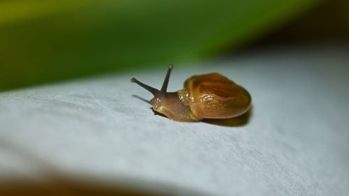 Peste 1 300 de melci minusculi pe cale de dispariție au fost mutați pe o insulă îndepărtată din Atlantic